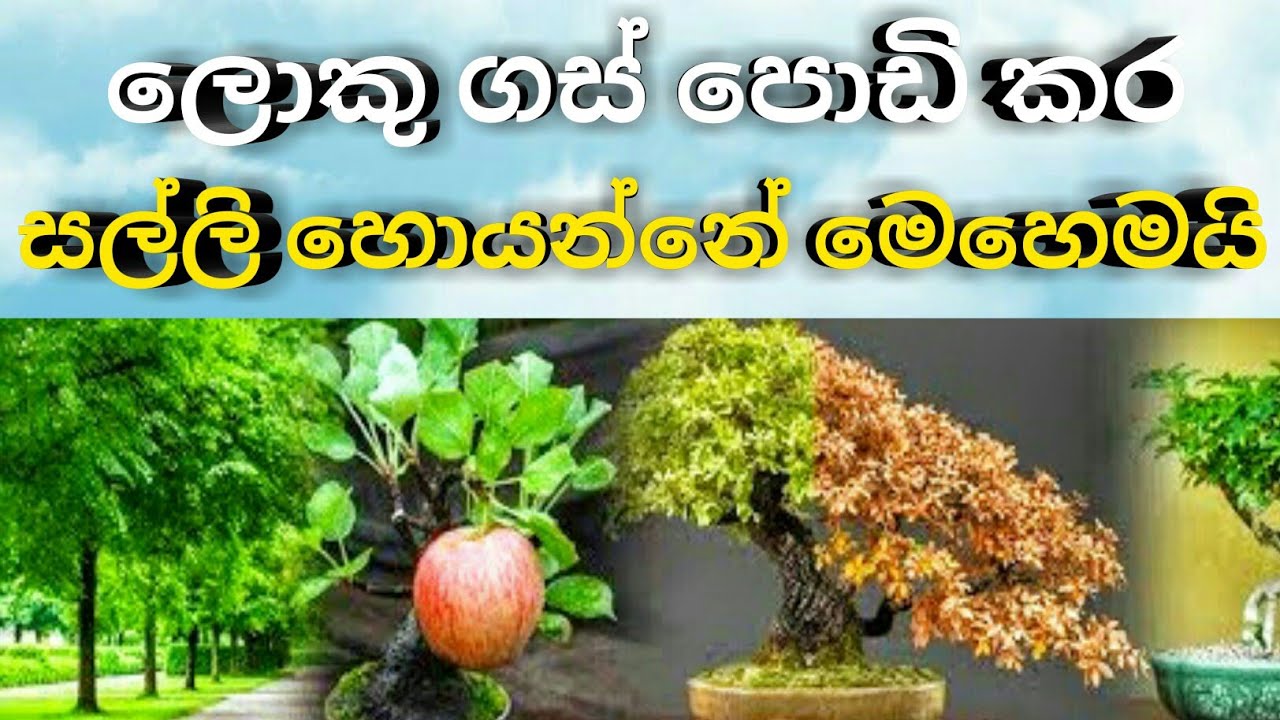wishma denetha|ලොකු ගස් පොඩි කර සල්ලි හොයන්නේ මෙහෙමයි|This is how you make money by crushing bigtree