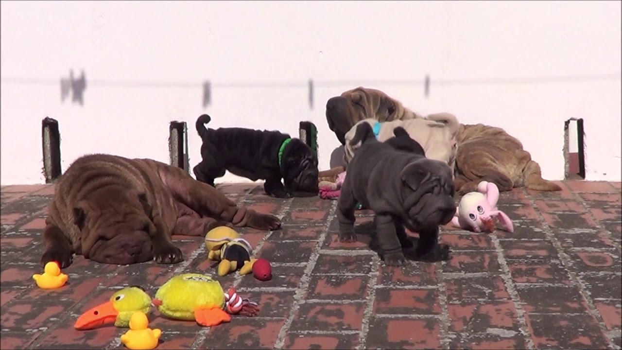 Reunión de cachorros sharpei con mamás,tiempo de jueguos.PARTE 1.