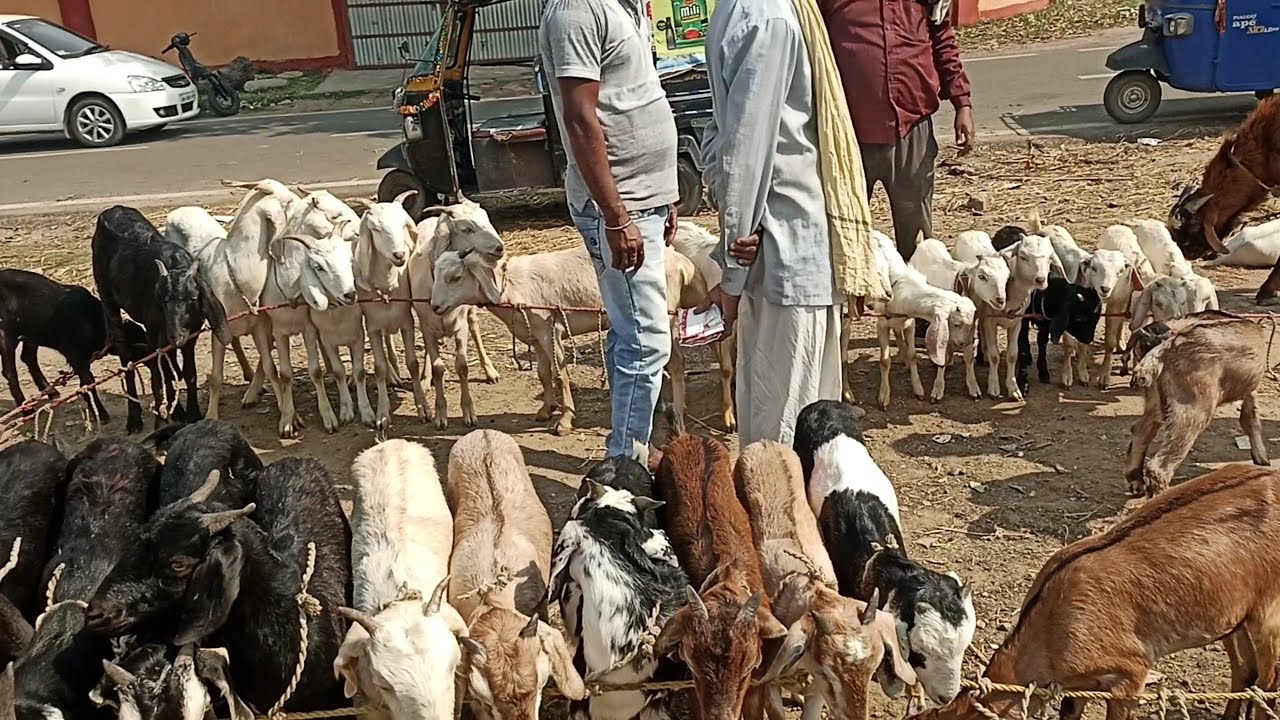 सबसे सस्ता बकरी बाजार goat farming || झारखंड का सबसे सस्ता बकरी मंडी | BOKARO Jharkhand Bakra market