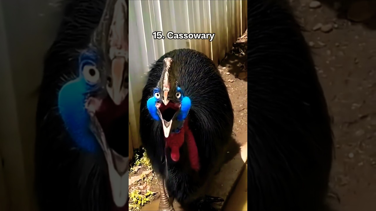 16 Creepy and Weird Animal Sounds #animalsounds