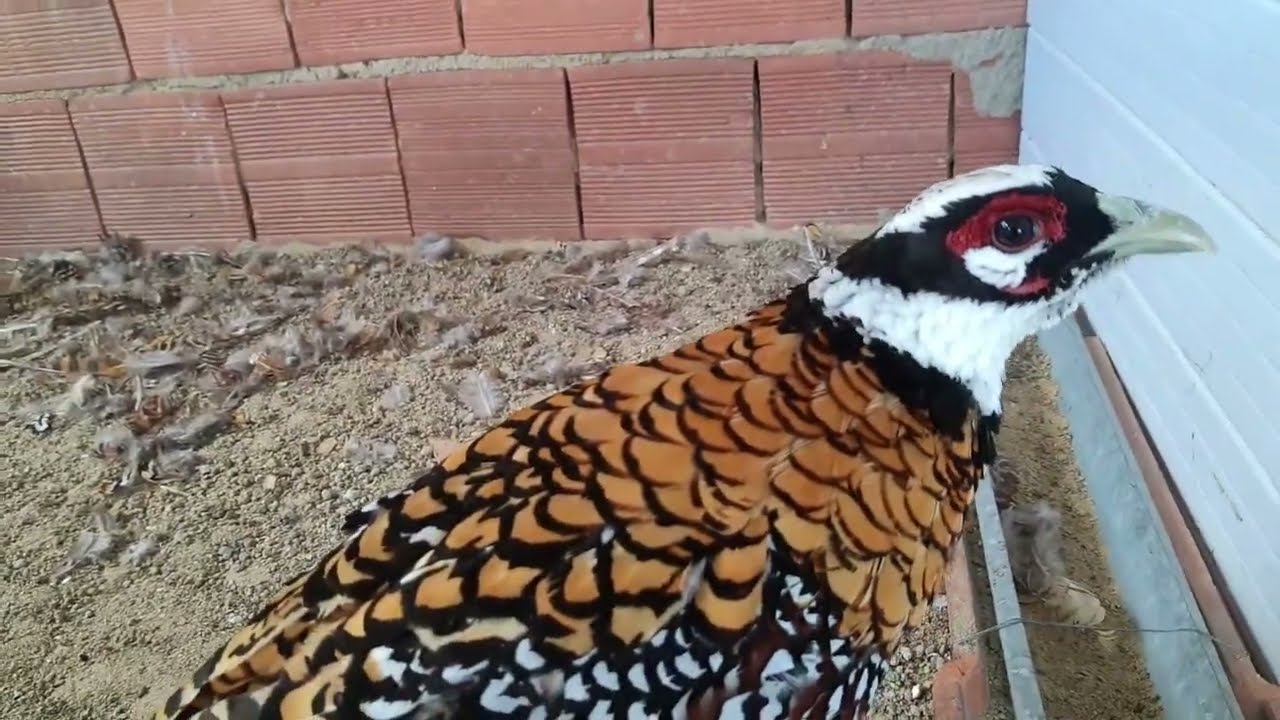 Apresentando os Pavões e Faisões do Sítio