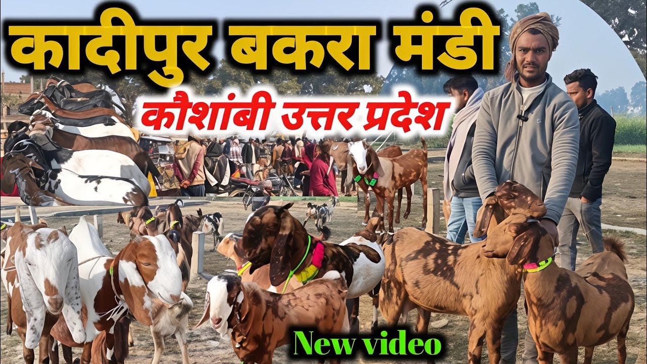 कादीपुर बकरा मंडी आज का ताज़ा रेट 15/01/26 Kadipur Bakra Market Uttar Pradesh #bakramandi #gots