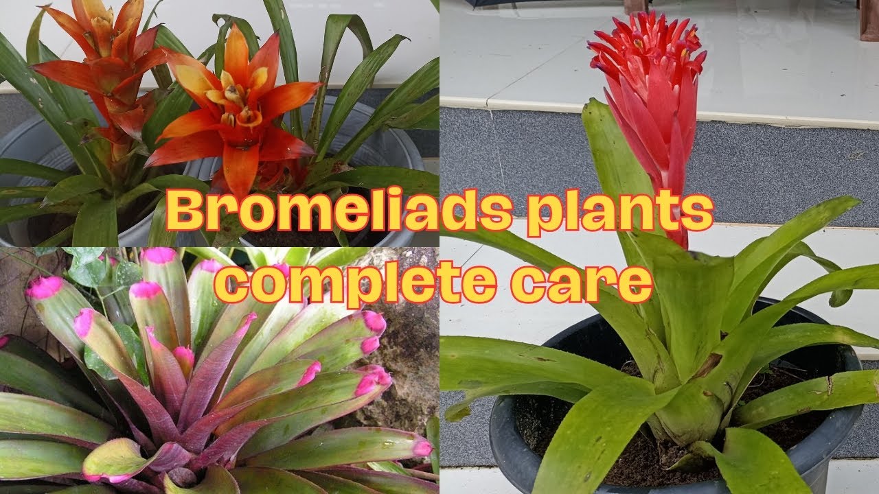 Bromeliads plants complete care / Bilbergia phramidalis / Guzmania red / propagation  / potting mix