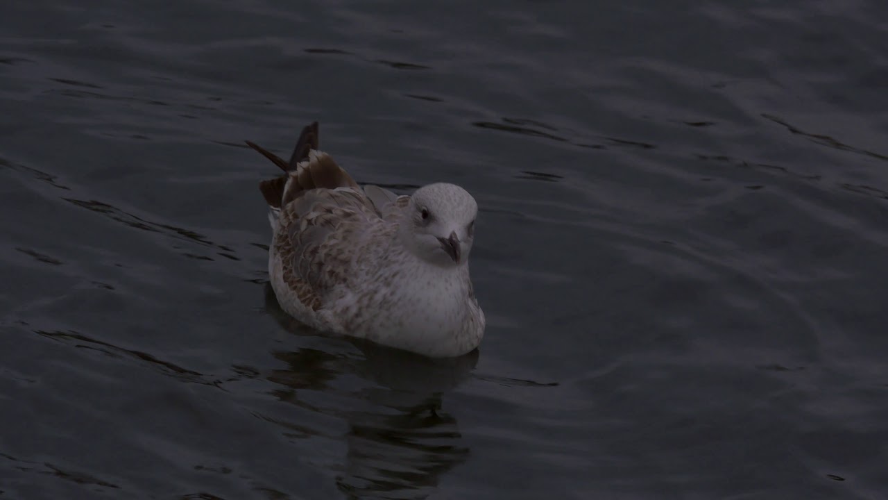 Caspian Gull; 1st Winter in Stockholm City