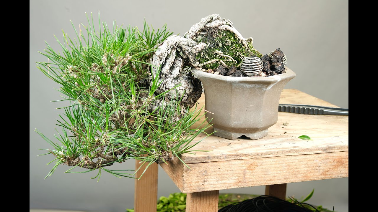 A Bonsai Case Study--Shohin Japanese Black Pine