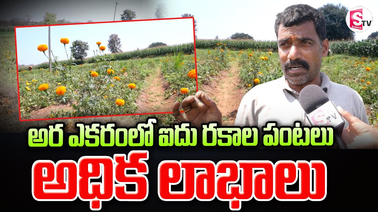 అర ఎకరంలో ఐదు రకాల పంటలు అధిక లాభాలు | రైతుకు లక్షల లాభం ఎలా  | Small Land Big Profit
