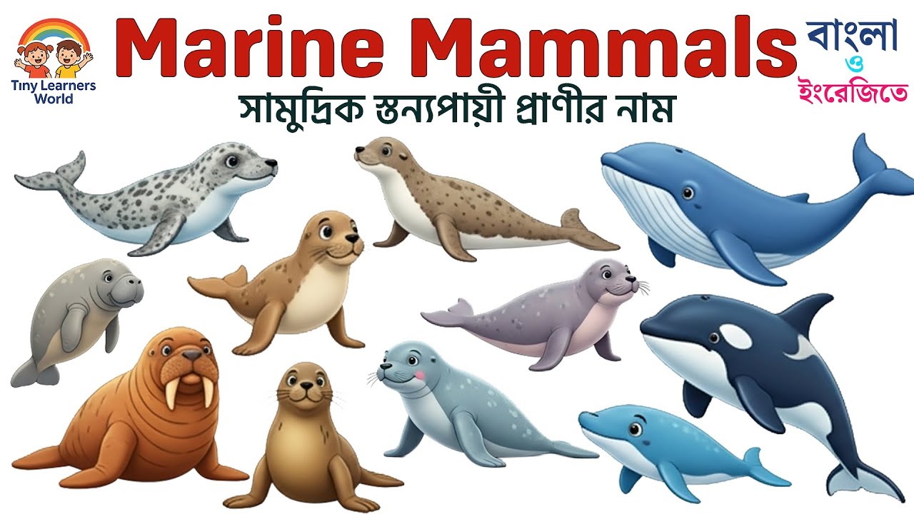 Marine Mammal Names in Bangla & English 🐋 | সামুদ্রিক ১০টি স্তন্যপায়ী প্রাণী