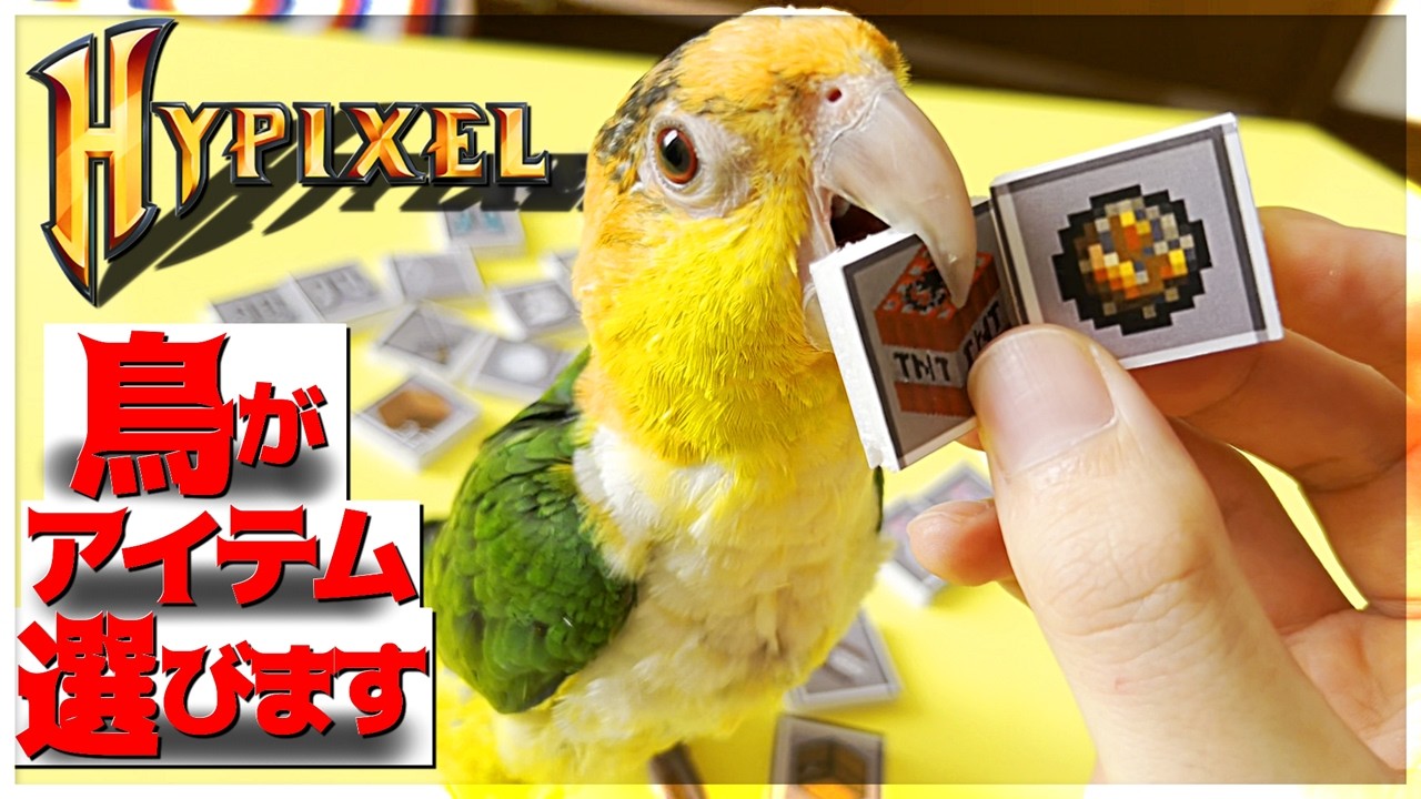 【Minecraft】使えるアイテムを鳥に選んで貰いました！ベッドウォーズ実況プレイ！