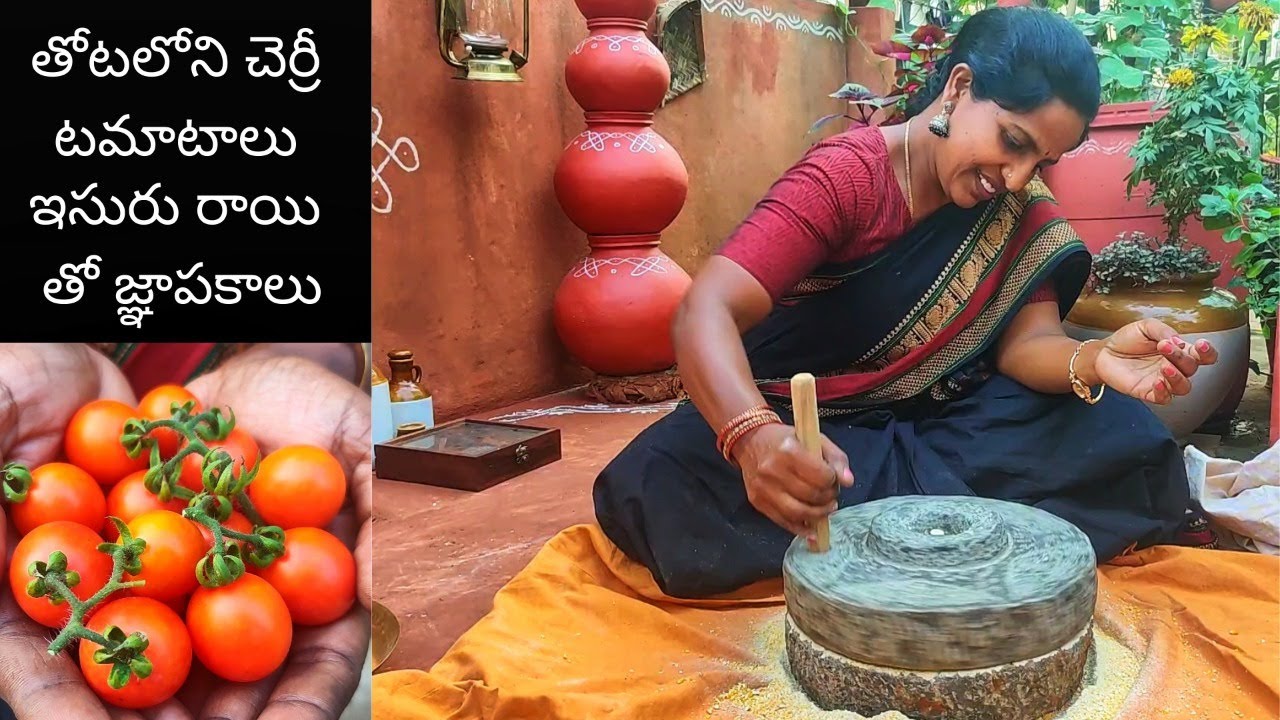 మిద్దెతోటలో పండించిన చెర్రీ టమాటాలు 🍒 ఇసురు రాయితో జ్ఞాపకాలు ☺Cherry Tomato 🍒🍅Harvest-Saileela Vlogs