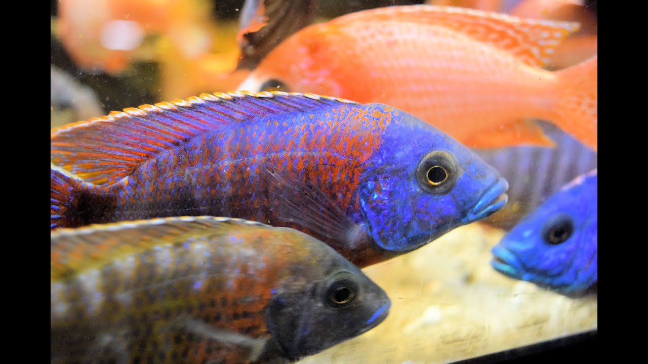 How To Successfully Have A Male Peacock Cichlid Aquarium
