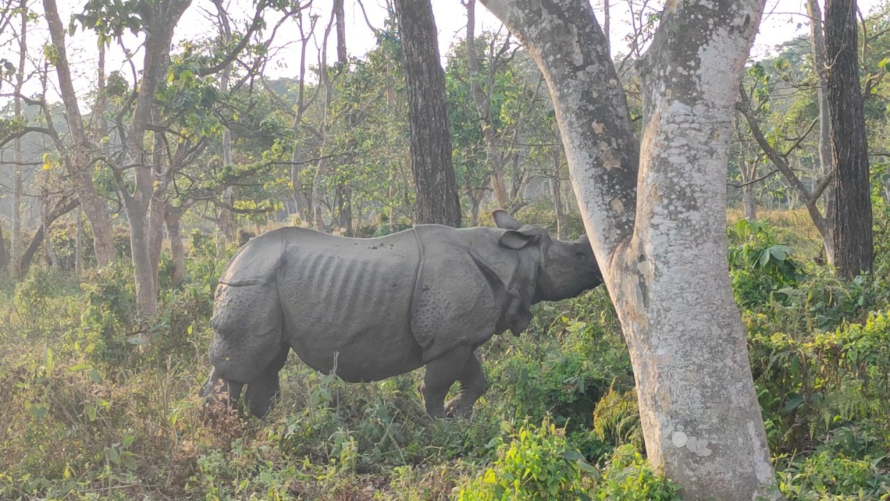 Wild Rhino at Sauraha