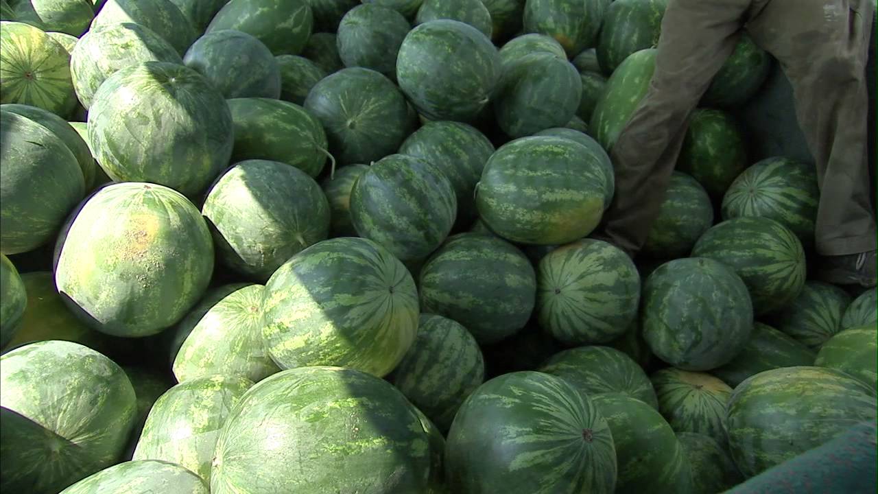 Watermelon - Harvesting