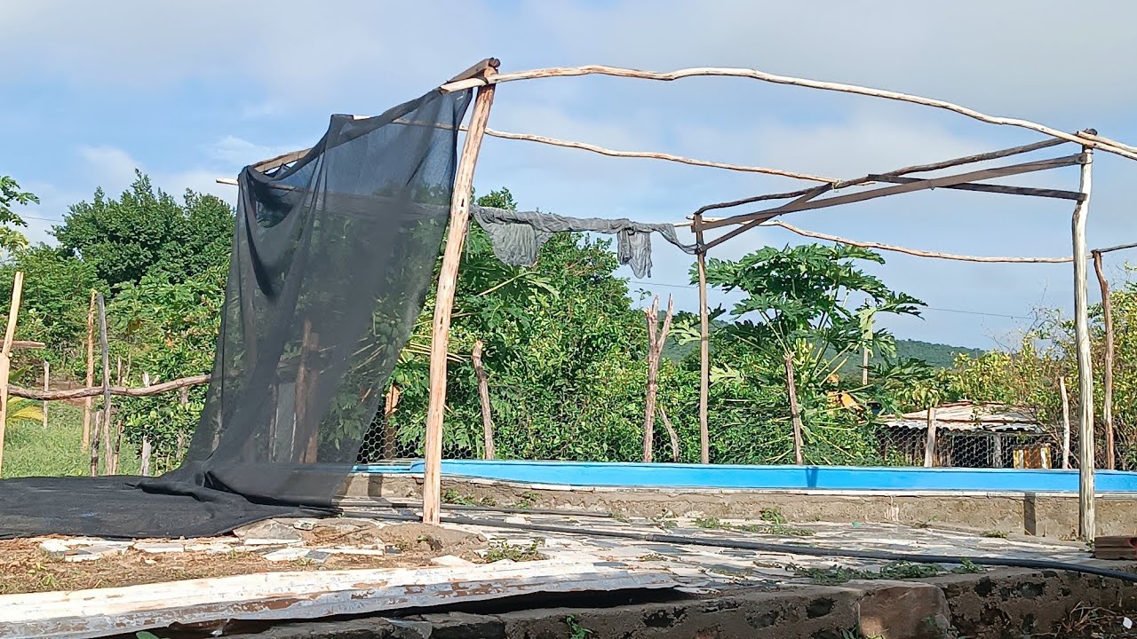 CHUVA COM VENTO FORTE NO NOSSO SÍTIO JATOBÁ VEJAM O RESULTADO 