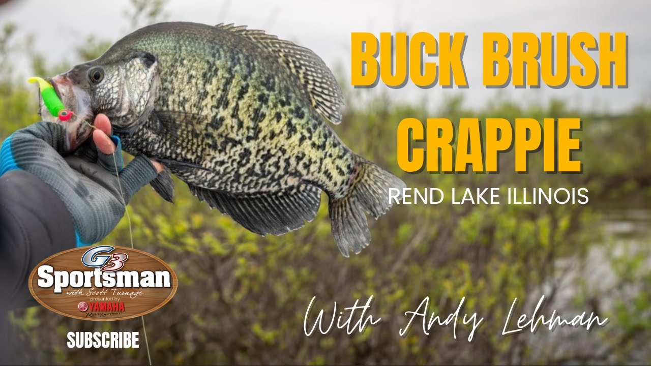 Crappie In Buck Brush On Rend Lake 2022