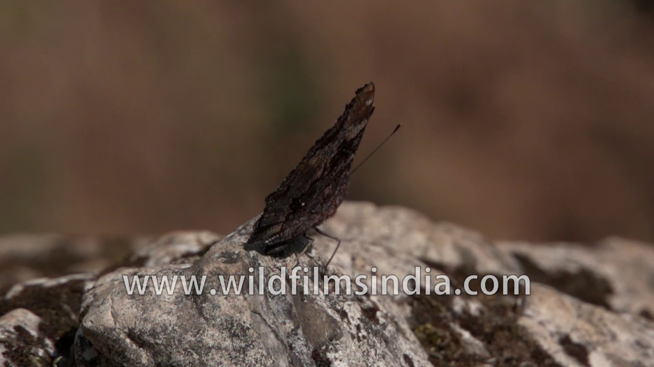 Blue Admiral butterfly unfurls its bright wings