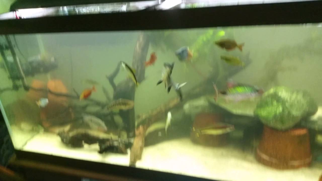75 Gallon One week after Kordon Ich Attack (Review)