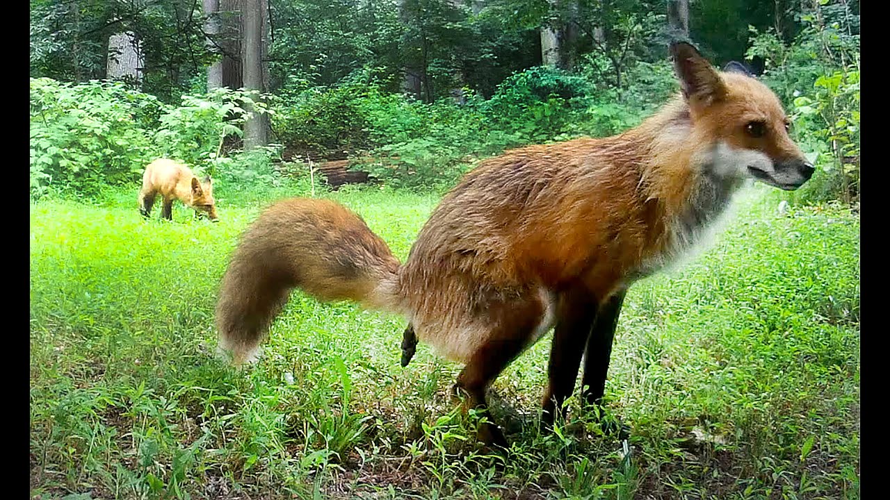 Foxes Pooping Multiple Times Caught on Trail Camera