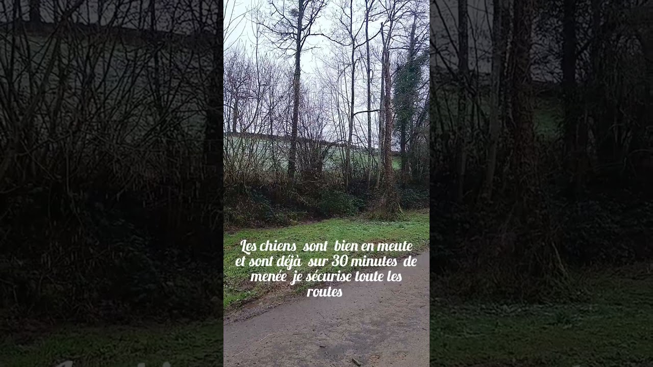 Une jeunesse  en forme et une chasse au grand  animaux    avec les chiens du Rallye Toutes  Tailles 