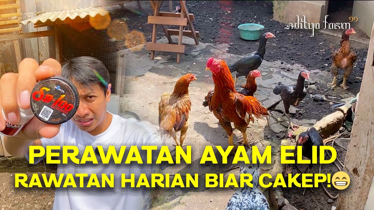 PERAWATAN HARIAN AYAM BANGKOK EKOR LIDI ADITYA FARM 99