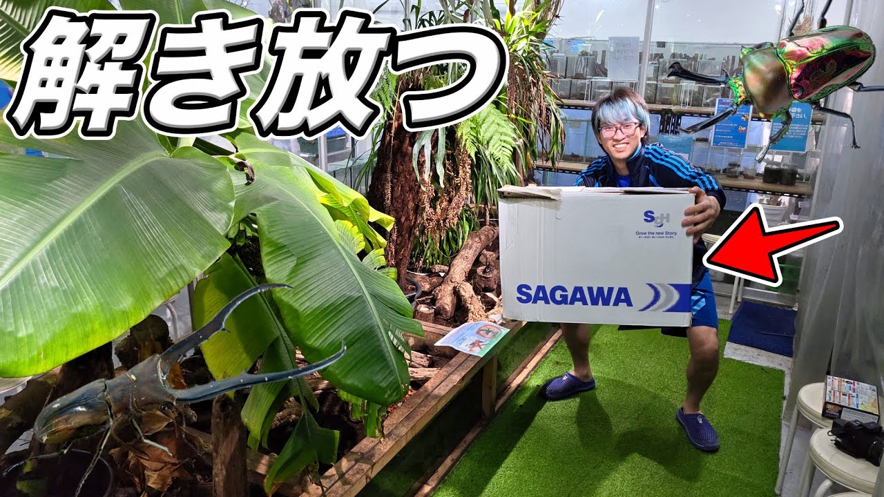 海外のクワガタ50匹を特大ケージに解き放ちました
