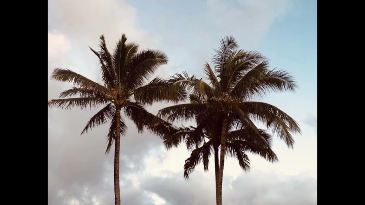 Palm Tree Promises 