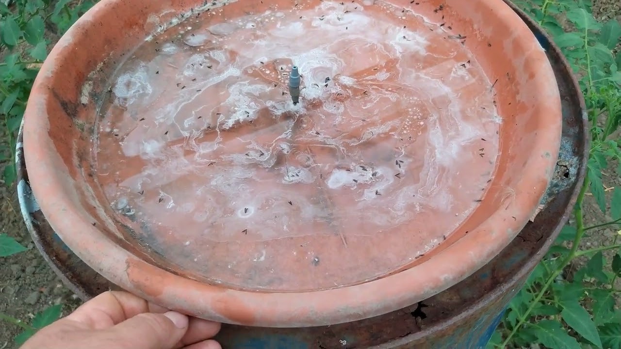 Cum scapi de tuta absoluta 🤔