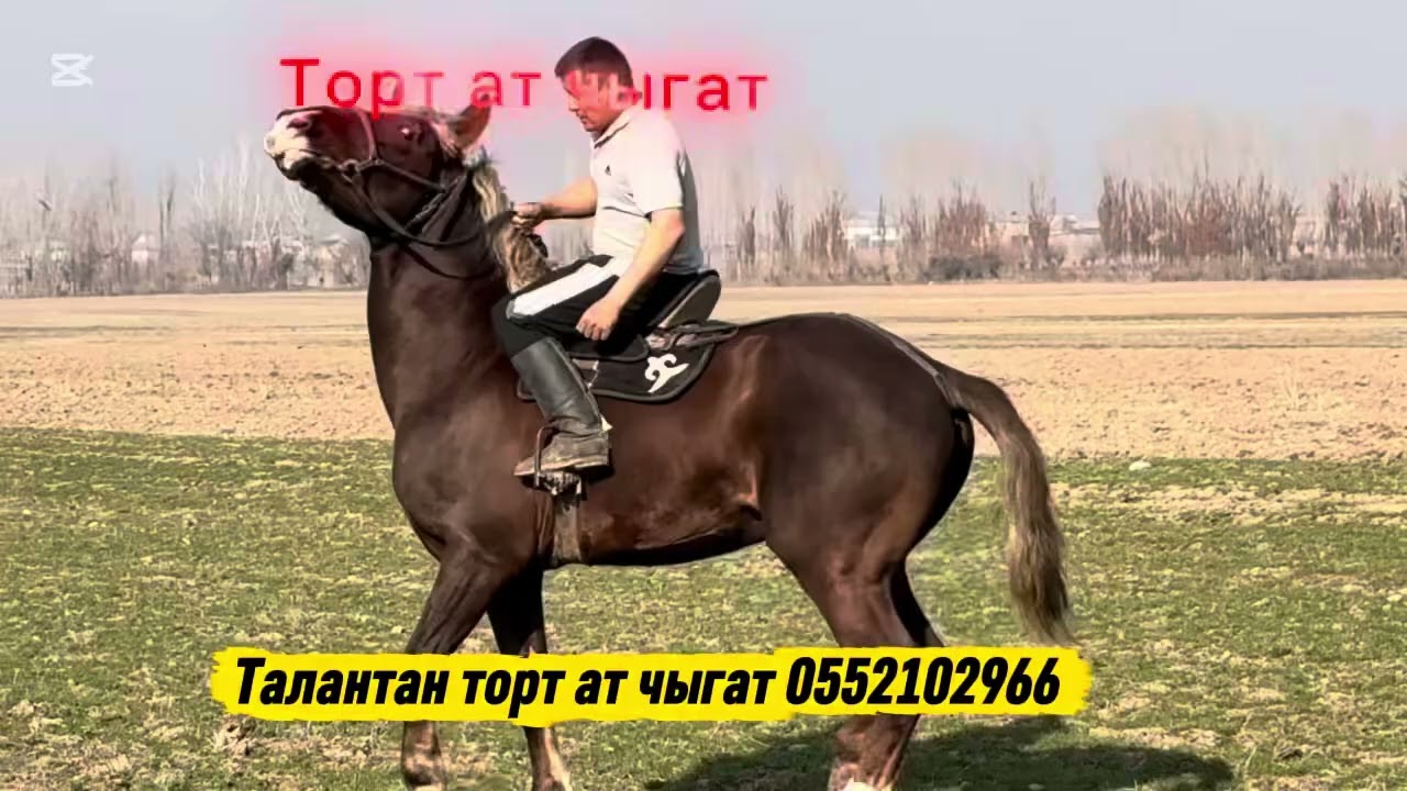 Арзан аттар торт ат чыгат +996552102966