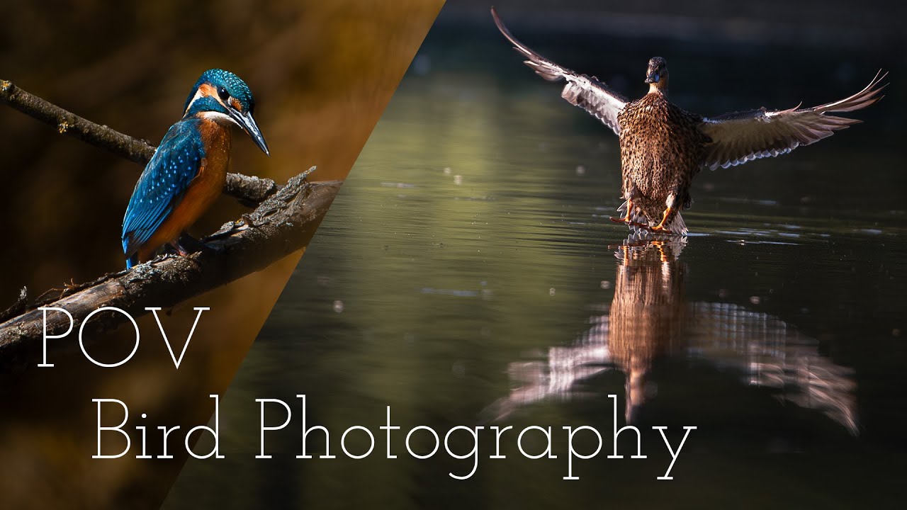Early cold morning with beautiful COMMON KINGFISHER and DUCKS- Relaxing POV Wildlife Photography