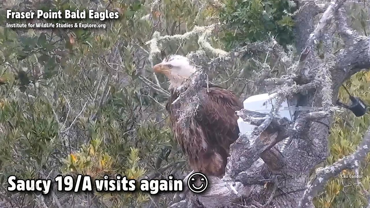 Fraser Point🦅Saucy 19/A Visits Again😊Explore.org 2021-06-02