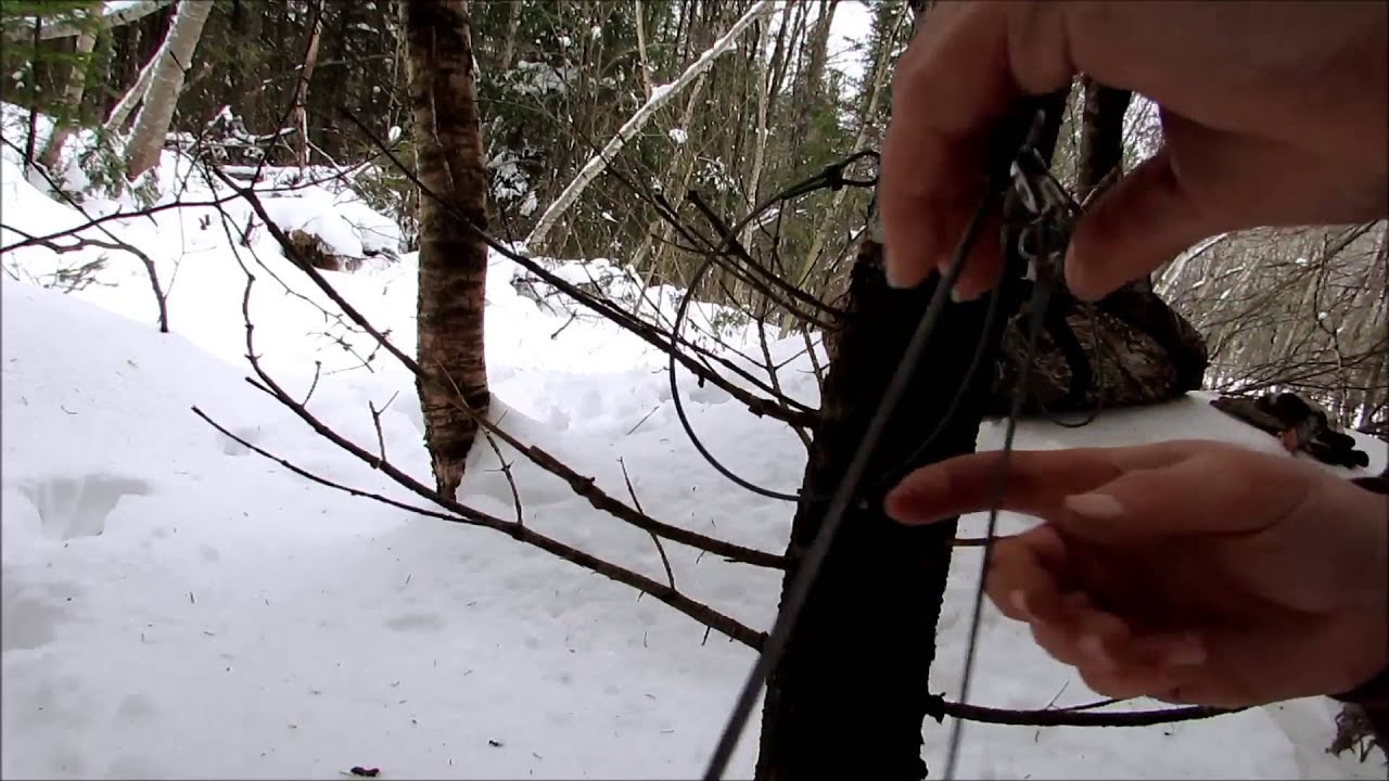 Coyote snares ( fastening )