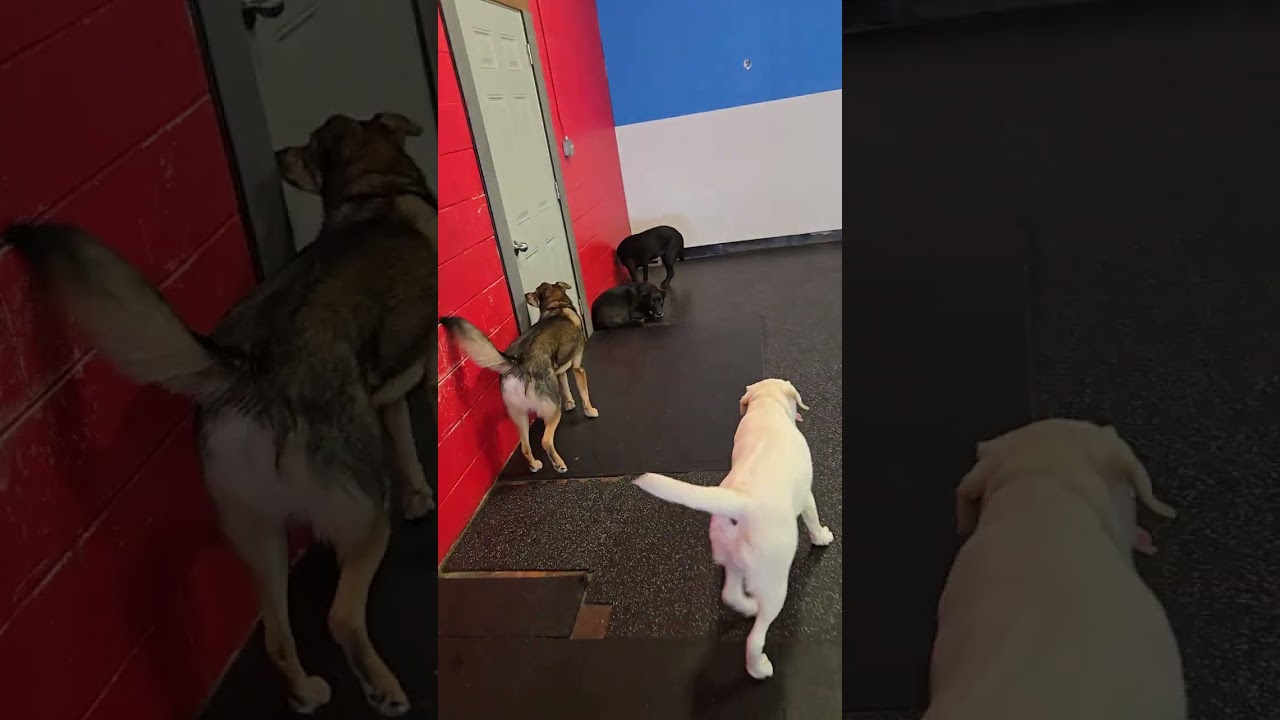 Episode 1 Season 1 Dogs Gone Wild 