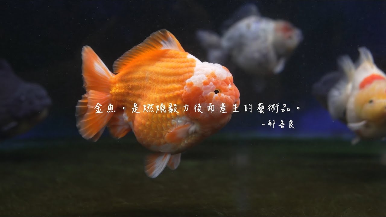 金魚，是燃燒毅力後而產生的藝術品。熱愛金魚的熱血爸爸「郝善良」