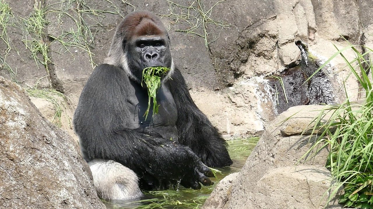 霊長類の園　千葉市動物公園　ニシゴリラ　４K(Gorilla,Orautatan,Chimpanzee,Animal,Zoo)