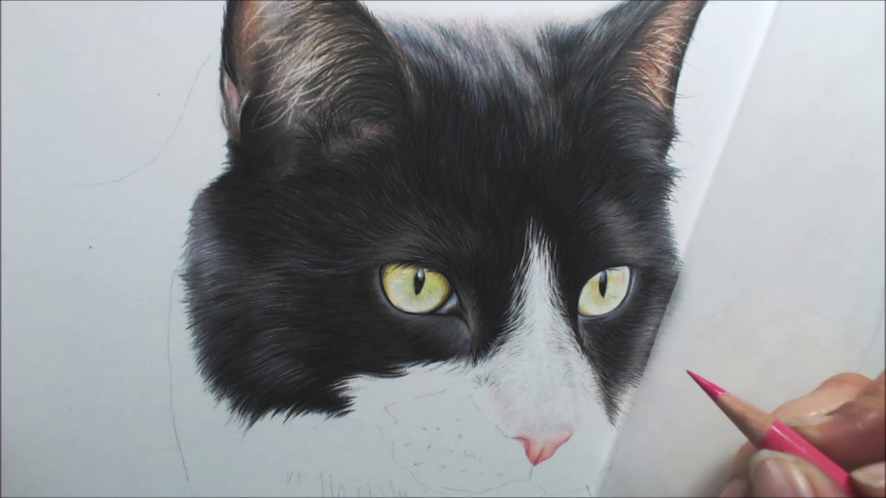 Cat Drawing in Colour Pencils | Pet Portrait