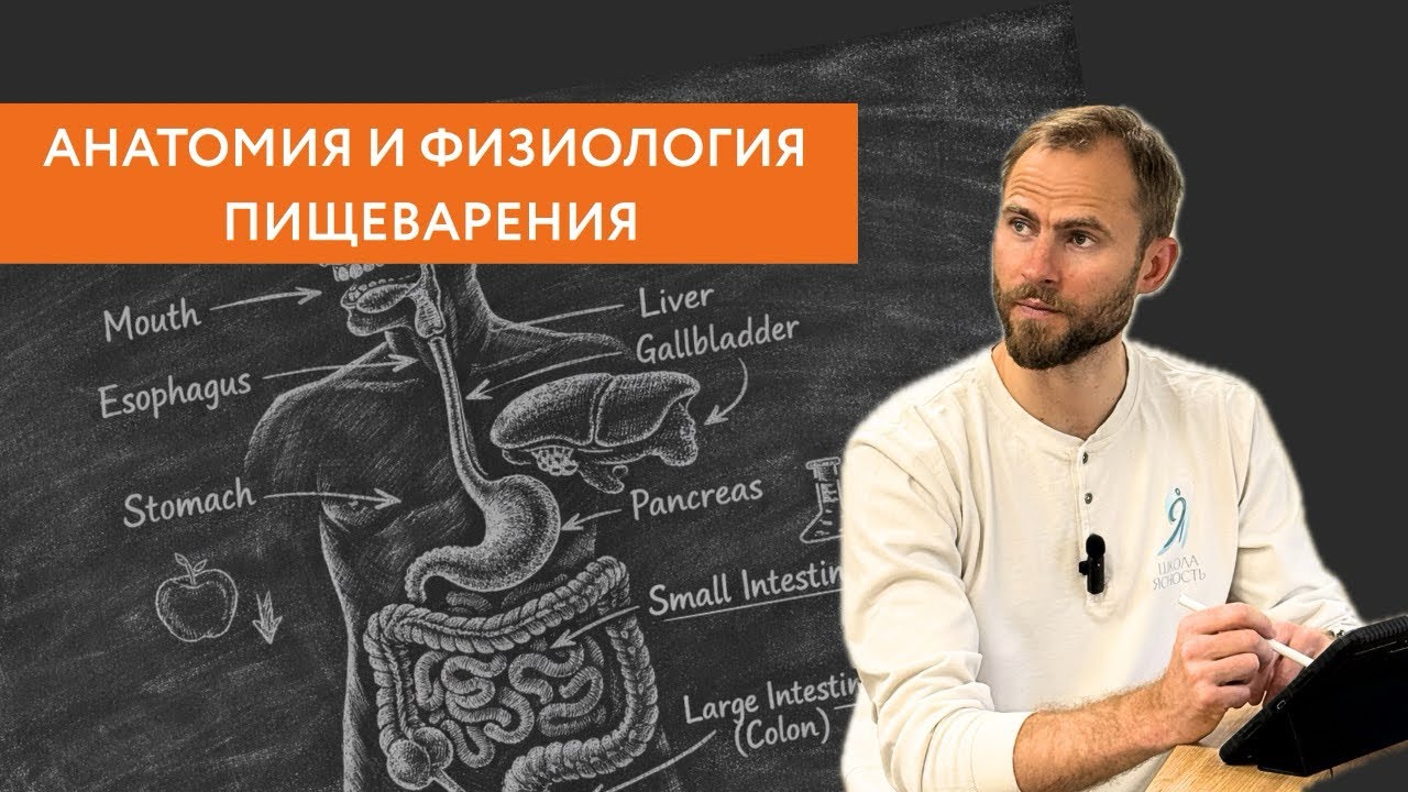Анатомия и физиология пищеварения