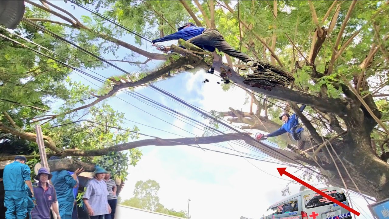 Cưa Gấp Cây Táo, Cây Còng To Um Tùm Lên Dây Điện, Nóc Nhà, Ngay Lộ Xe, Cưa Kỹ Thuật, 211