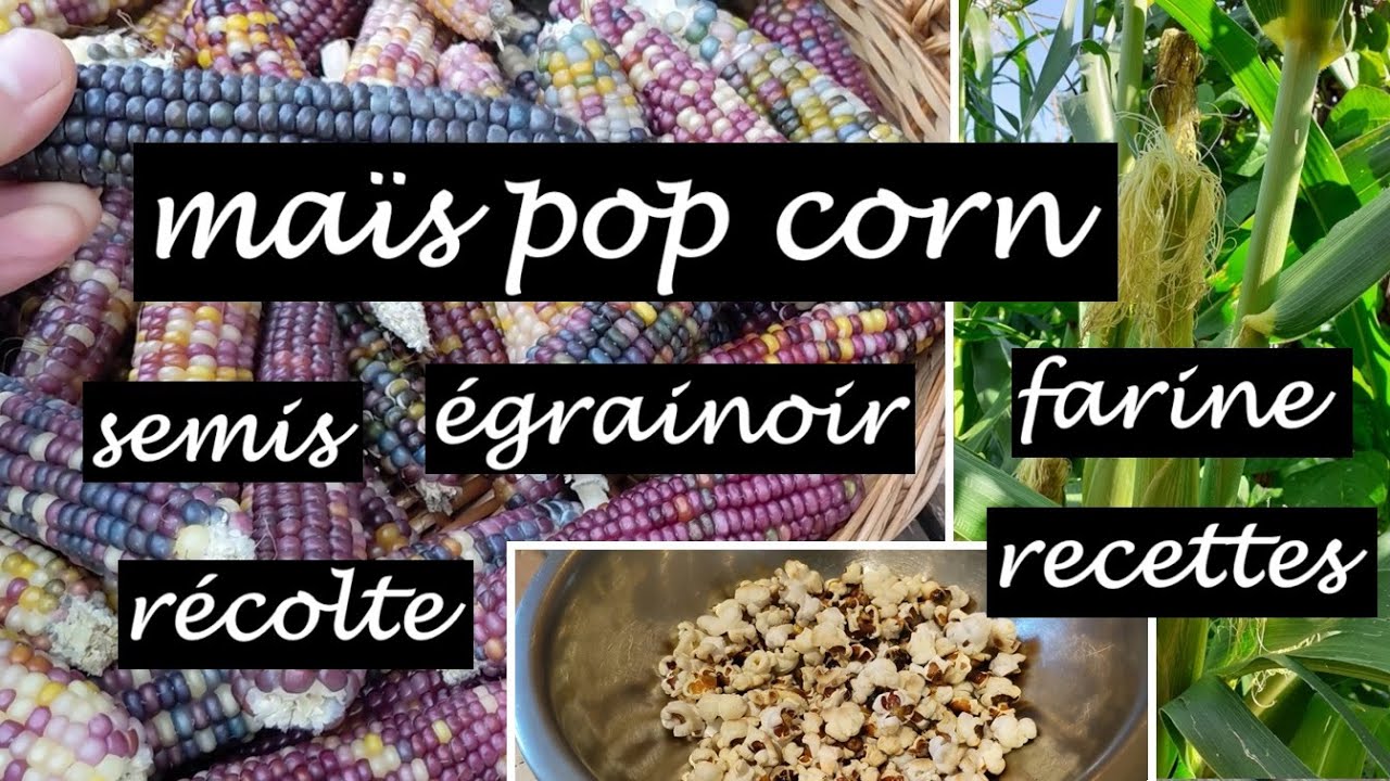 Cultiver du maïs au potager🌽:​ du semis à la cuisine en 3 recettes