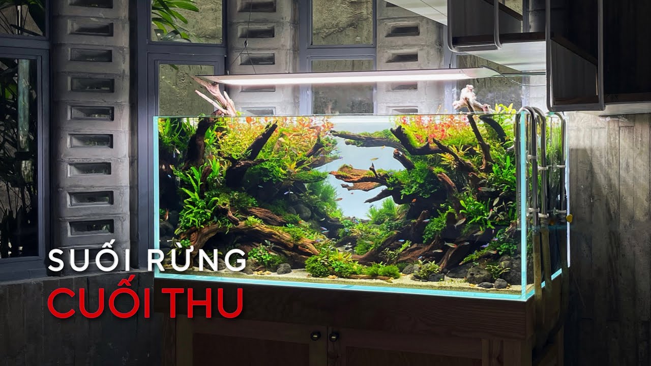 SETUP HỒ THỦY SINH W120cm - SUỐI RỪNG MÙA THU rực rỡ sắc màu.