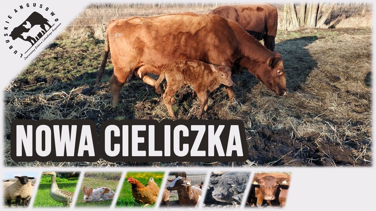 Lubuskie Angusowo - S3 E28 - Nowa cieliczka na naszej farmie