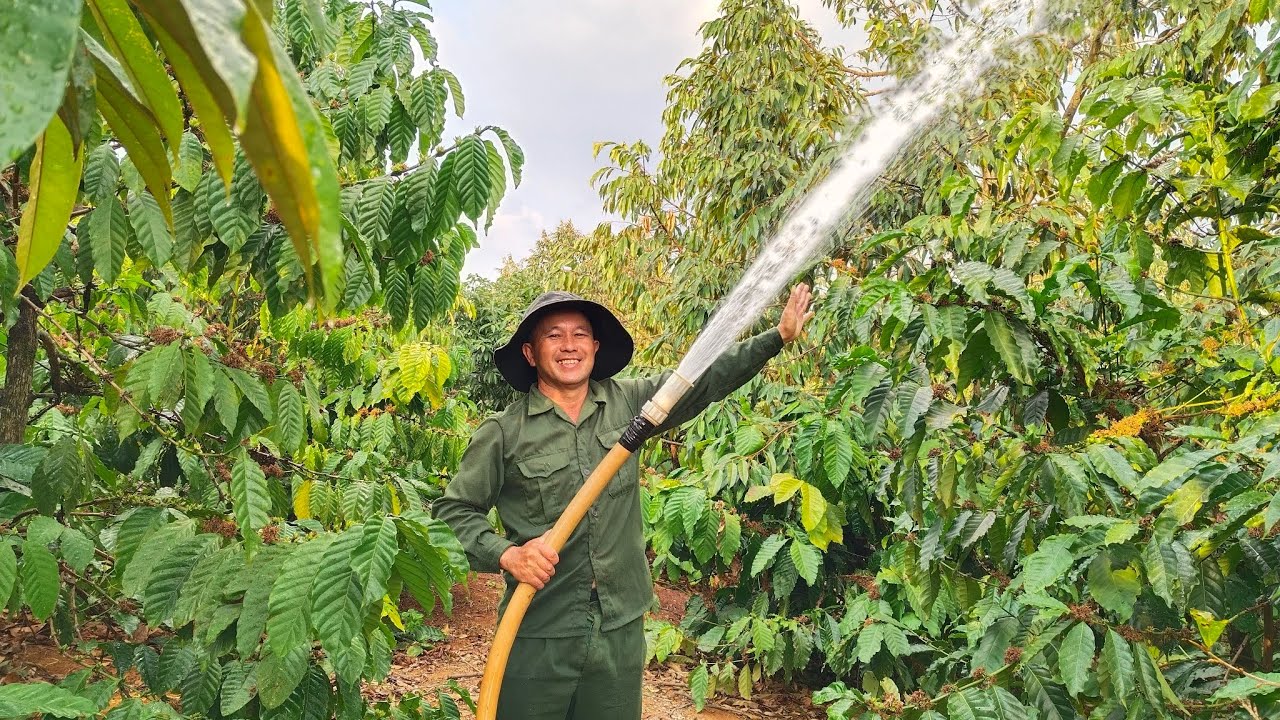 Xử lý nhện đỏ cho sầu riêng mùa nắng nóng tiết kiệm chi phí mà vẫn hiệu quả 