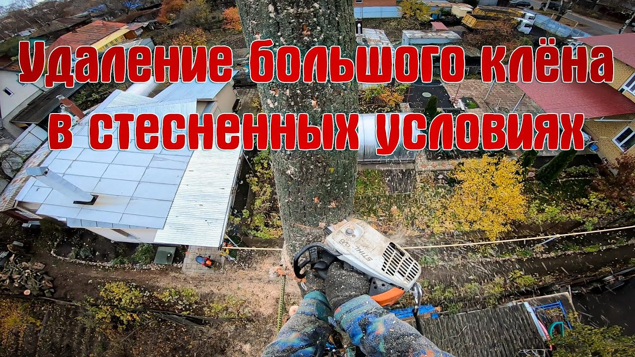 Аккуратный спил большого двуствольного клёна арбористом в стеснённых условиях