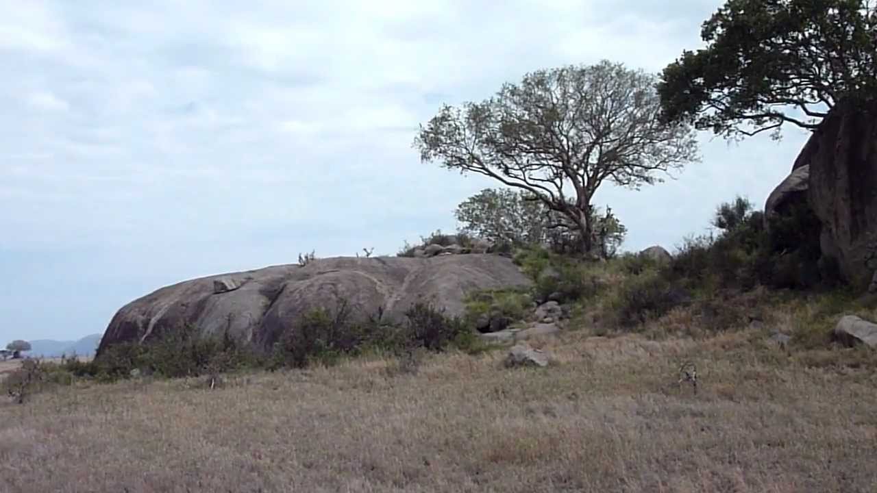 Surprise Lion attack survival