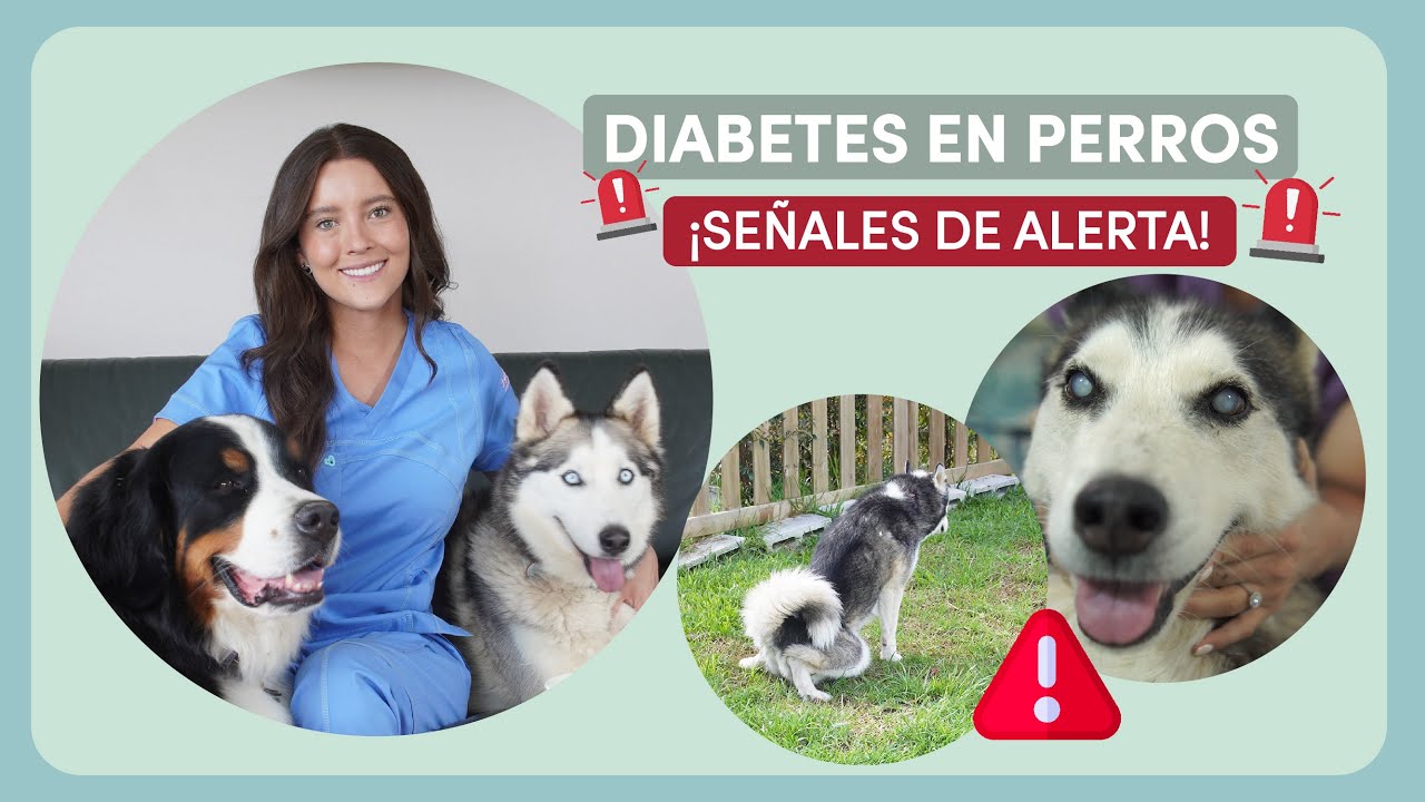DIABETES EN PERROS | Señales de alerta y tratamiento - Lauvet