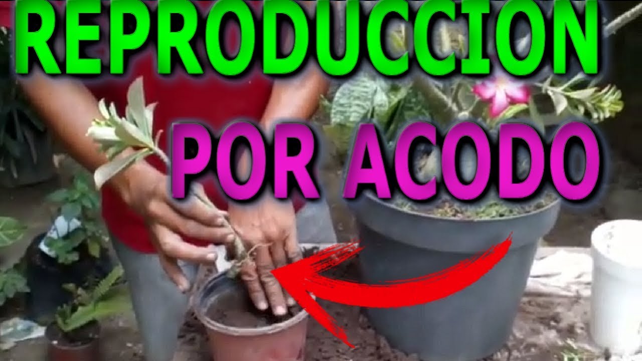 Como reproducir la planta rosa del desierto por acodo en la misma planta