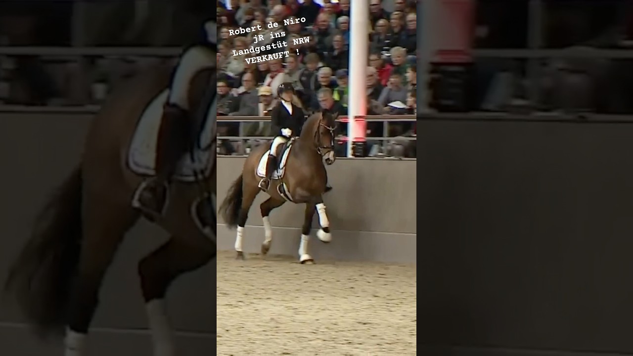 #horse #dressurpferd #equestrian #pferdeundponysauspaderborn #dressur #horseenthusiast #pferde #
