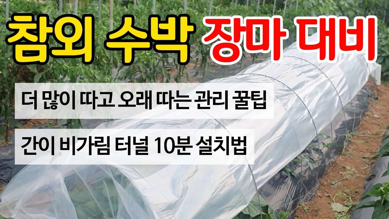 참외 수박 장마 대비 - 더 많이 따고 오래 따는 장마철 관리 꿀팁! 장마도 거뜬히 견디는 간이 비가림터널 10분 설치법