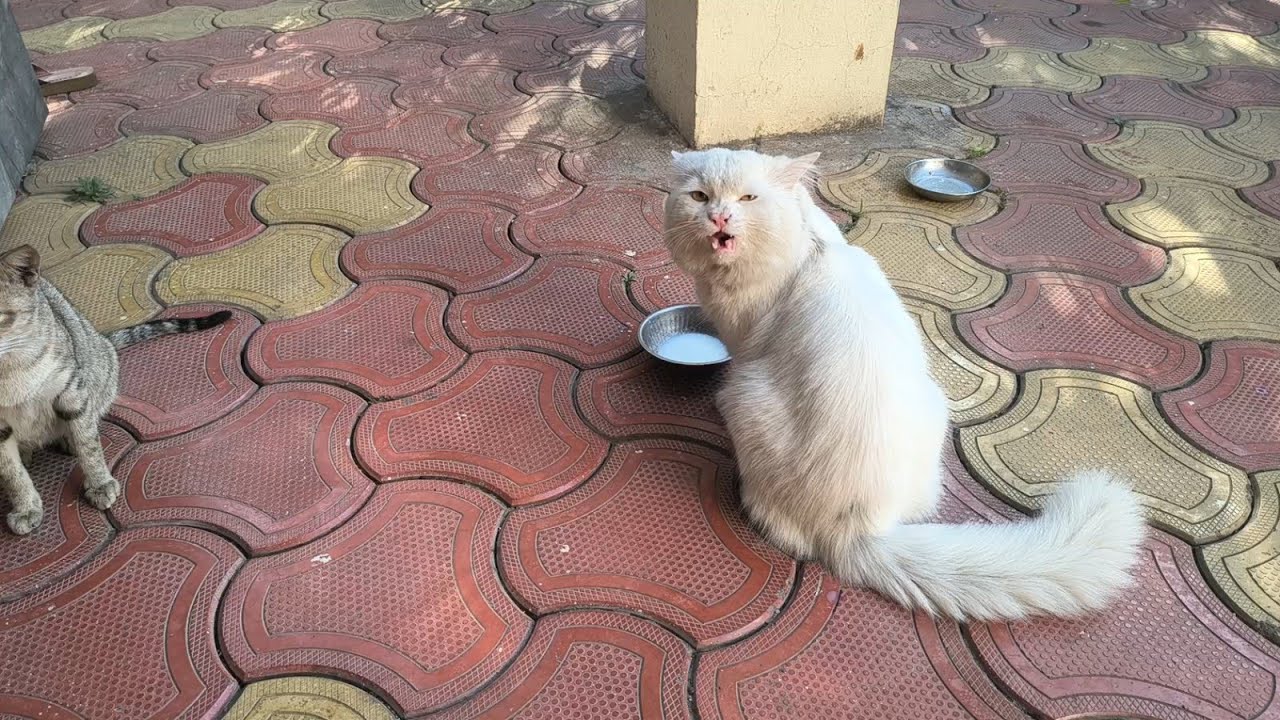 a.cat. named_leo... please like and subscribe this channel 🙏