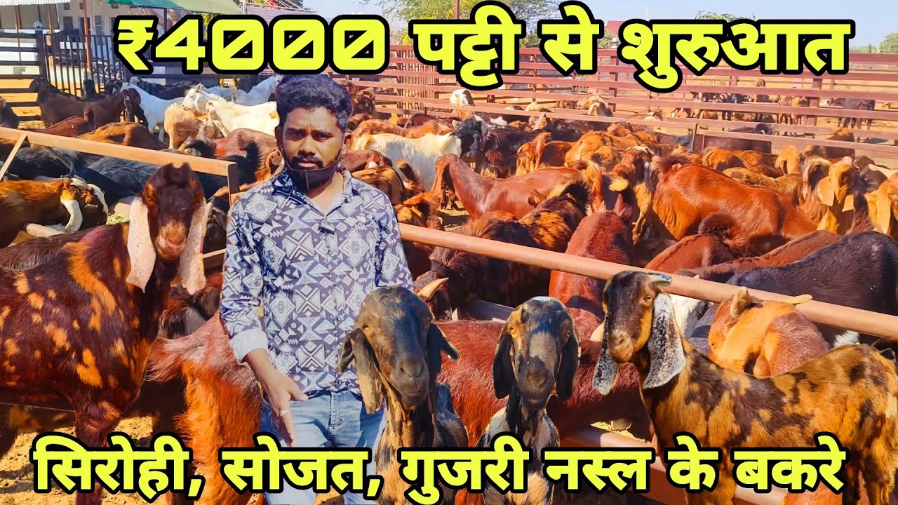 ₹4000 पट्टी से शुरुआत! सिरोही, सोजत, गुजरी नस्ल के बकरे! At visit pk goat farm Ajmer