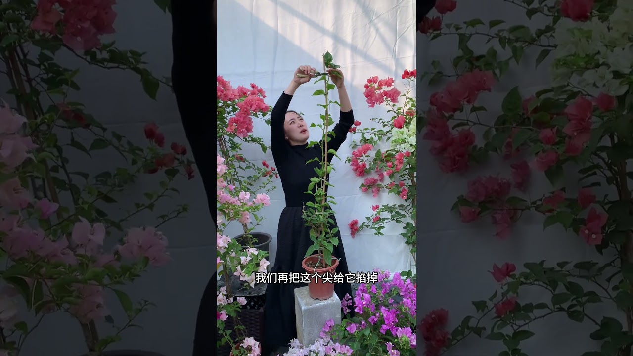 三角梅如何修剪养成各种高飘造型，这样开花更好看#花卉绿植 #三角梅 #爱生活爱养花 #三角梅盆景