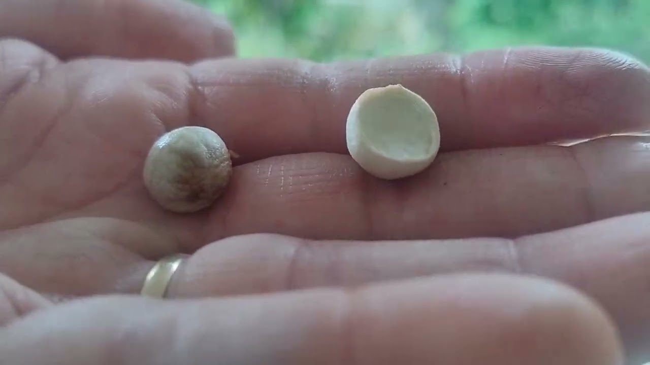 Probando varias especies de frutales nativos y algún exótico